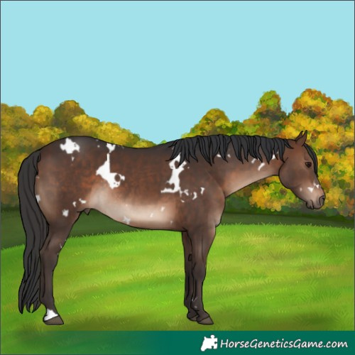 Horse Color:White Spotted Brown Rabicano 