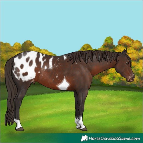Horse Color:Liver Chestnut Tobiano Blanket Rabicano