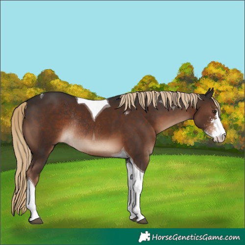 Horse Color:Liver Chestnut Sabino Tobiano Rabicano