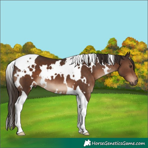 Horse Color:White Spotted Liver Chestnut Tobiano