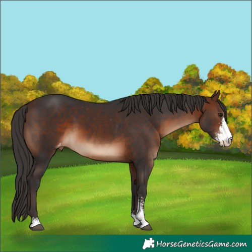 Horse Color:Brown Sabino Varnish 