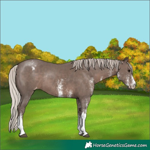 Horse Color:White Spotted Silver Black Blanket Rabicano 