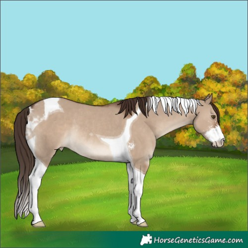 Horse Color:Liver Red Dun Sabino Tobiano Varnish Rabicano
