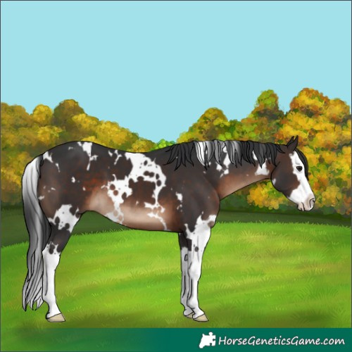 Horse Color:White Spotted Brown Splash