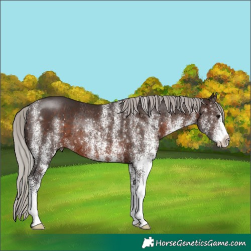 Horse Color:White Spotted Silver Brown Rabicano 