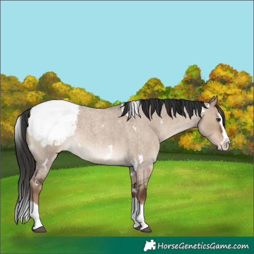 Horse Color:White Spotted Liver Red Dun Roan Splash Varnish