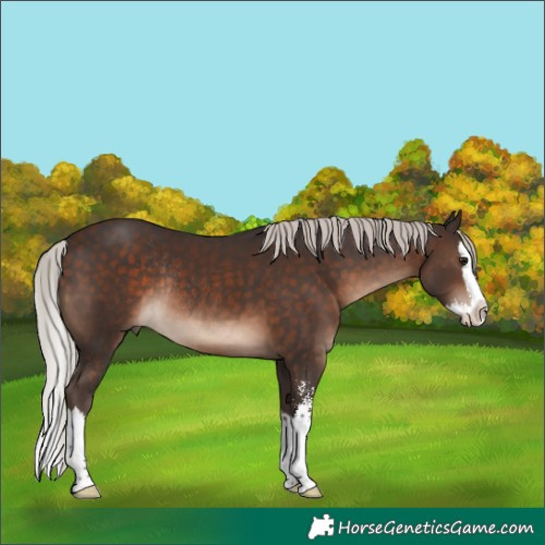 Horse Color:Silver Brown Sabino Splash Rabicano