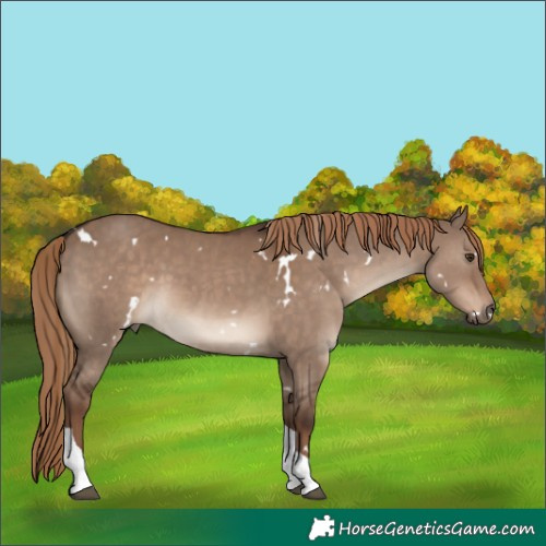 Horse Color:White Spotted Liver Red Dun Tobiano