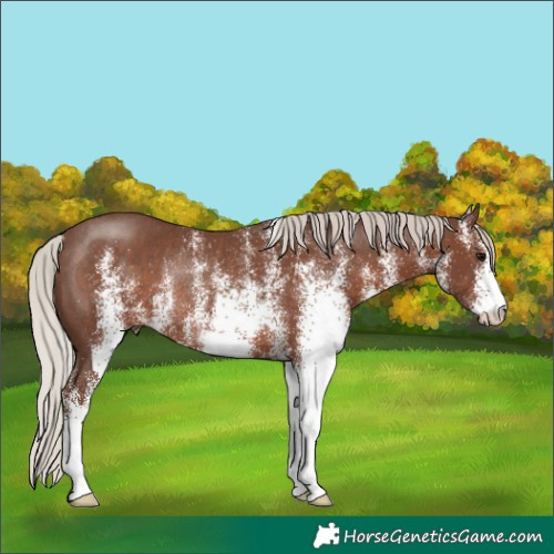 Horse Color:White Spotted Silver Black Rabicano 