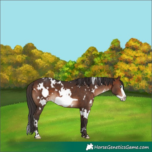 Horse Color:White Spotted Bay Frame Appaloosa