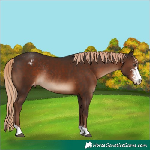 Horse Color:Liver Chestnut Sabino Varnish Rabicano 