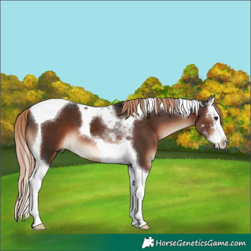 Horse Color:Liver Chestnut Sabino Splash Tobiano 