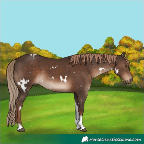 Horse Color:White Spotted Liver Chestnut Tobiano Rabicano 