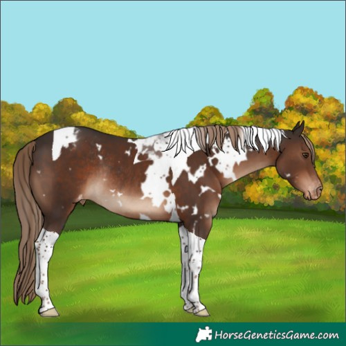 Horse Color:White Spotted Liver Chestnut Tobiano Varnish Rabicano