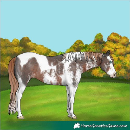 Horse Color:White Spotted Liver Chestnut Splash Tobiano Rabicano 