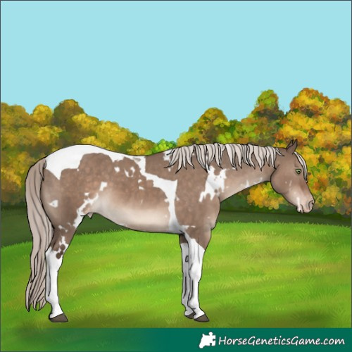 Horse Color:White Spotted Liver Red Dun Mushroom Tobiano Varnish 