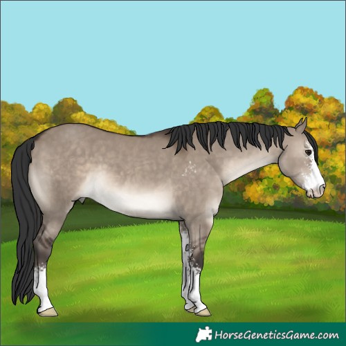 Horse Color:Brown Dun Sabino