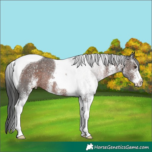 Horse Color:White Spotted Liver Chestnut Tobiano Rabicano