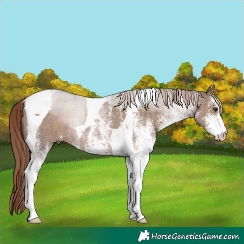 Horse Color:White Spotted Liver Red Dun Tobiano Rabicano