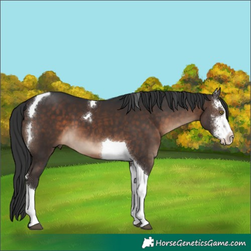 Horse Color:Brown Sabino Tobiano