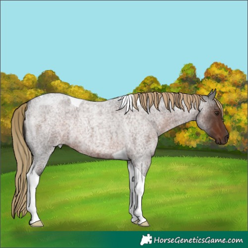Horse Color:Liver Red Roan Tobiano Rabicano