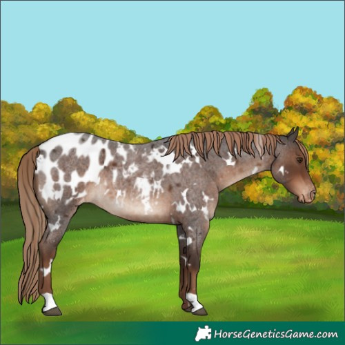 Horse Color:White Spotted Liver Red Roan Blanket 