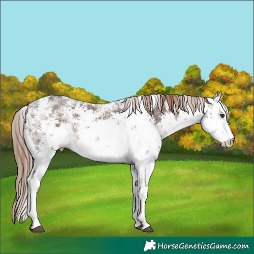 Horse Color:White Spotted Liver Chestnut Sabino Rabicano