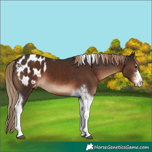 Horse Color:Liver Chestnut Sabino Tobiano Appaloosa 