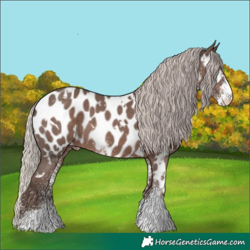 Horse Color:White Spotted Silver Black Appaloosa Rabicano
