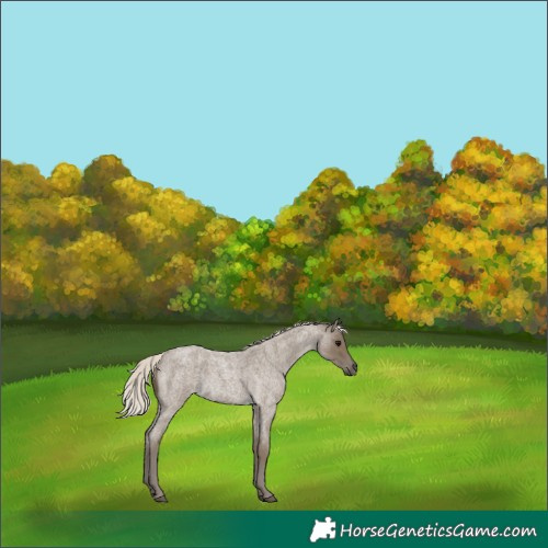 Horse Color:Silver Smoky Blue Roan 
