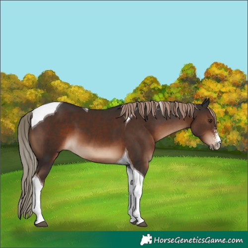 Horse Color:Liver Chestnut Sabino Tobiano 