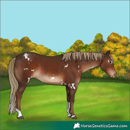 Horse Color:White Spotted Liver Chestnut Tobiano Appaloosa Rabicano