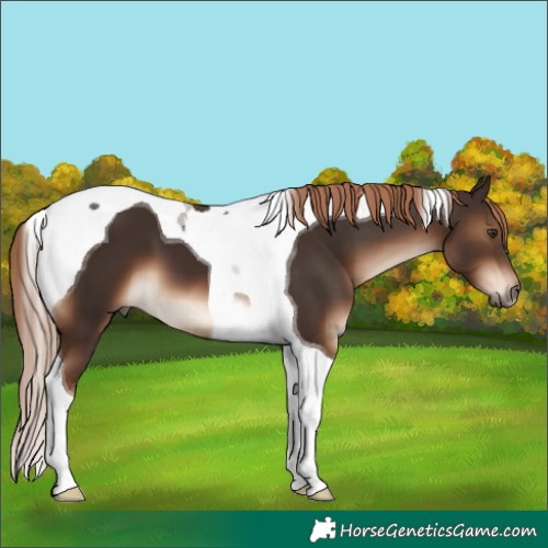 Horse Color:Liver Chestnut Tobiano