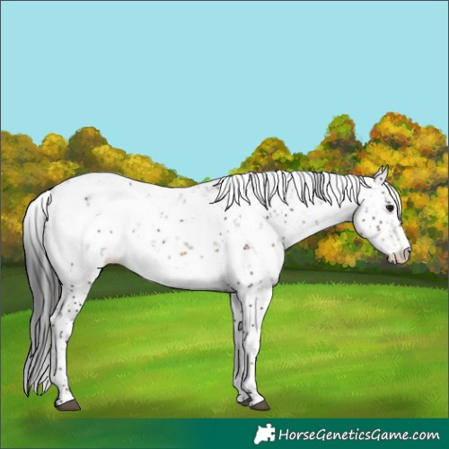 Horse Color:Brown Sabino Appaloosa 