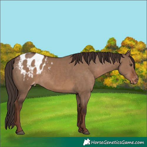 Horse Color:Liver Red Dun Appaloosa Rabicano