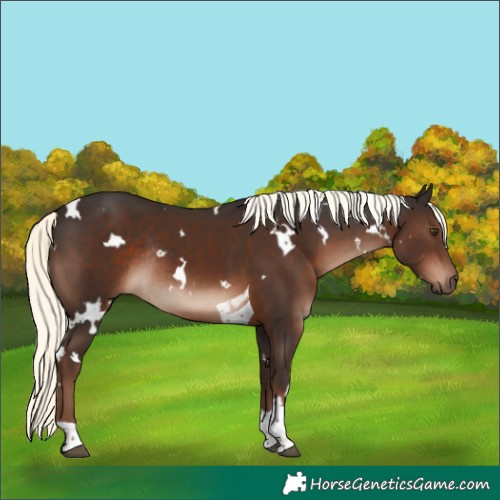 Horse Color:White Spotted Liver Chestnut Mushroom Tobiano Rabicano 