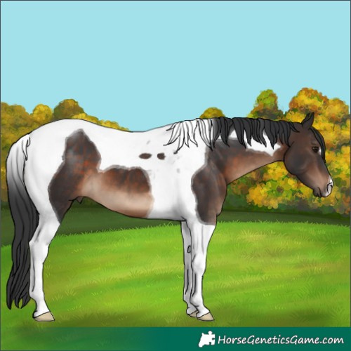 Horse Color:Brown Tobiano