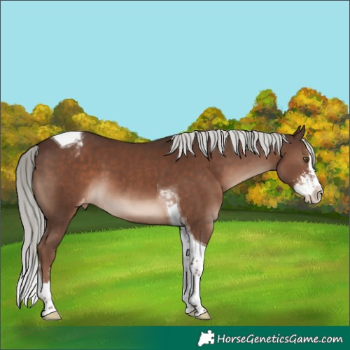 Horse Color:Liver Chestnut Mushroom Sabino Splash Tobiano Appaloosa