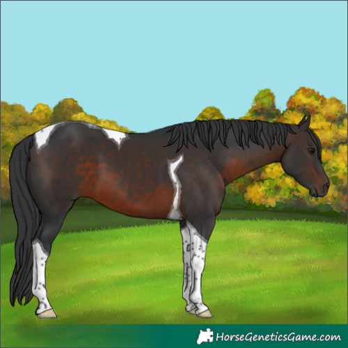 Horse Color:Brown Tobiano