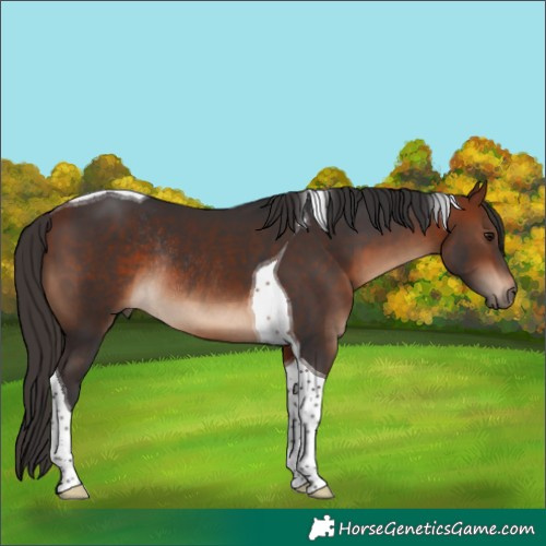 Horse Color:Bay Tobiano Rabicano