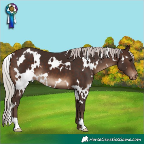 Horse Color:White Spotted Silver Brown Appaloosa