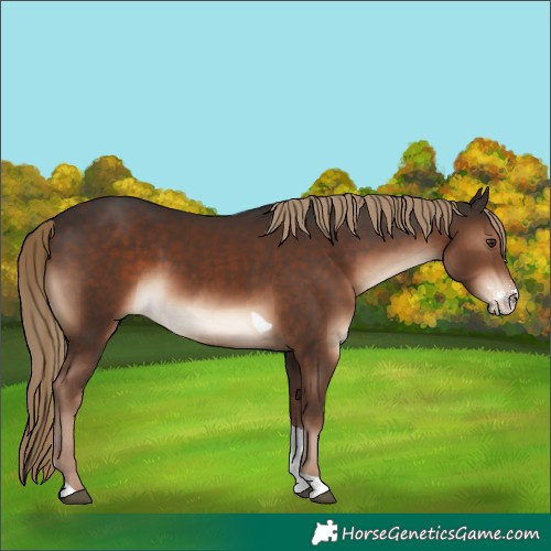 Horse Color:Liver Chestnut Sabino Tobiano Rabicano