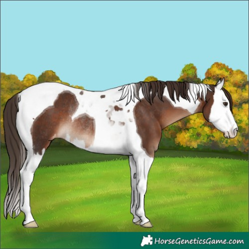 Horse Color:Liver Chestnut Splash Tobiano Appaloosa Rabicano