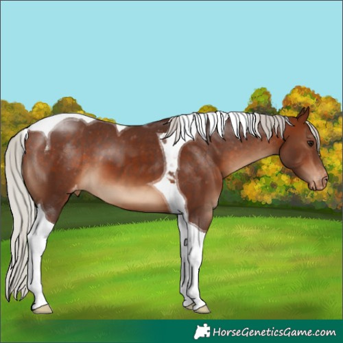 Horse Color:Silver Brown Tobiano Appaloosa 
