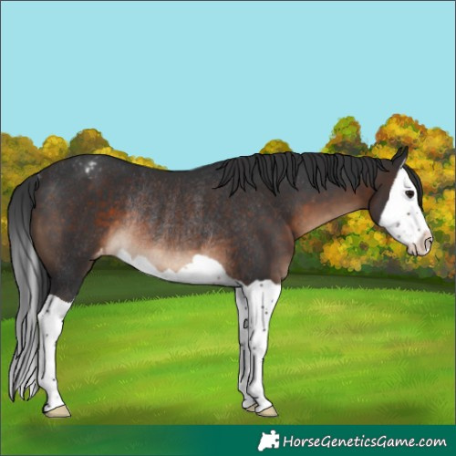 Horse Color:Brown Splash Varnish Rabicano