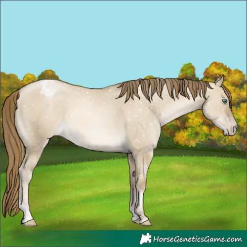 Horse Color:Smoky Grullo Pearl Tobiano Blanket