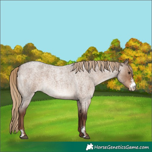 Horse Color:Liver Red Dun Roan Sabino Varnish Brindle