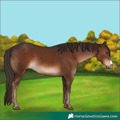 Horse Color:Liver Chestnut Sabino