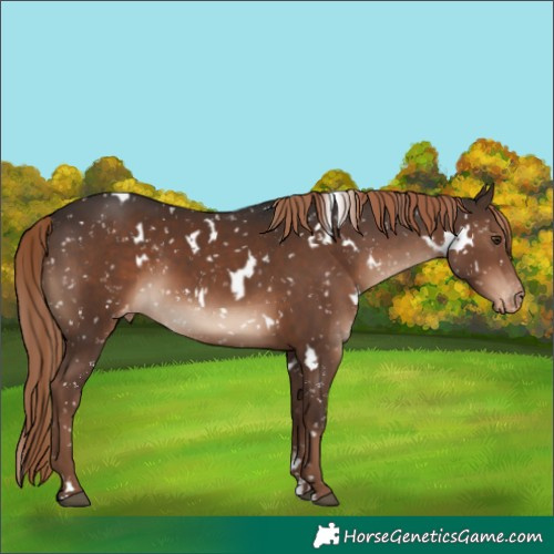 Horse Color:White Spotted Liver Chestnut Appaloosa