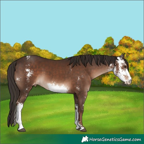 Horse Color:Liver Chestnut Sabino Appaloosa